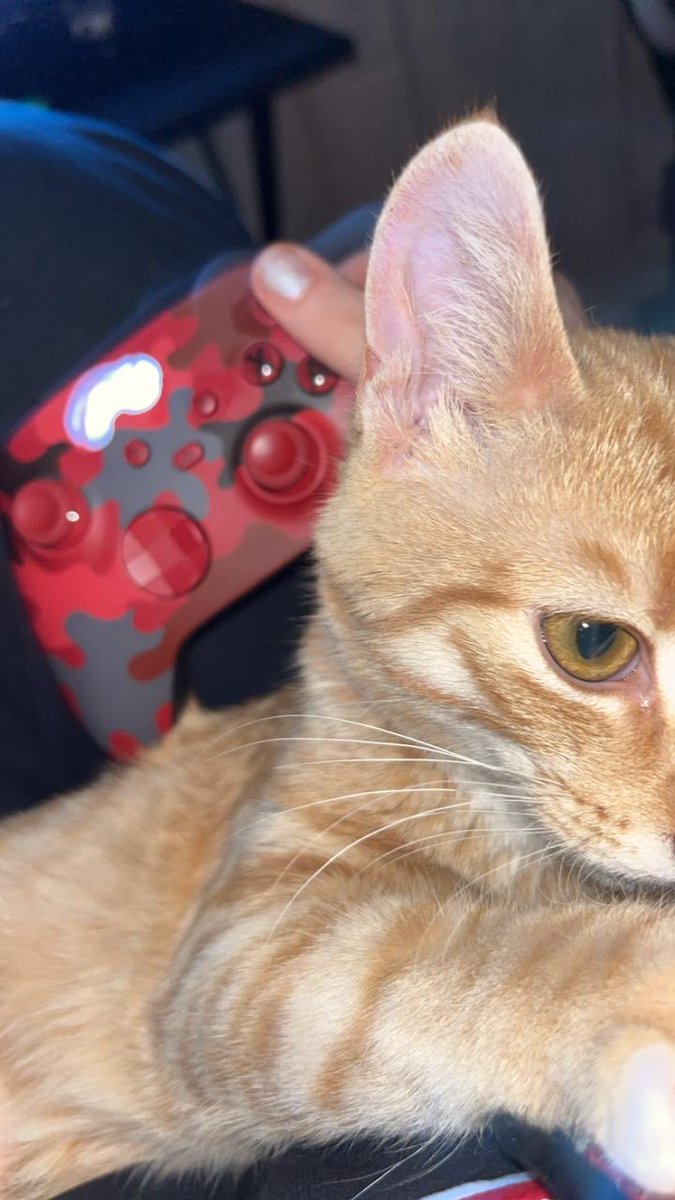 HaleyLavender 🪻 tweet media