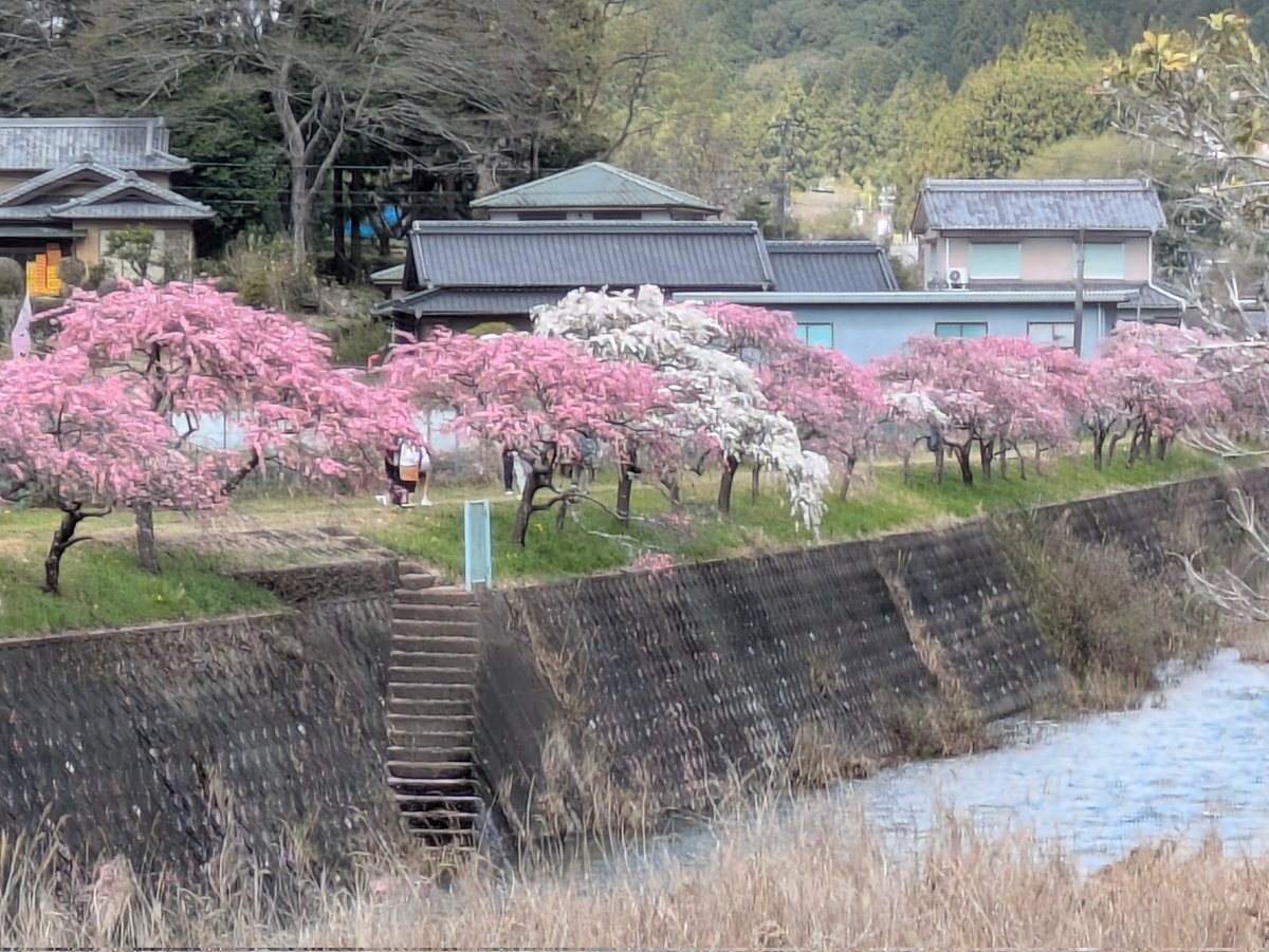桜ではなく花桃を愛でる春☺