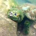 KOL X Scanner tweet media