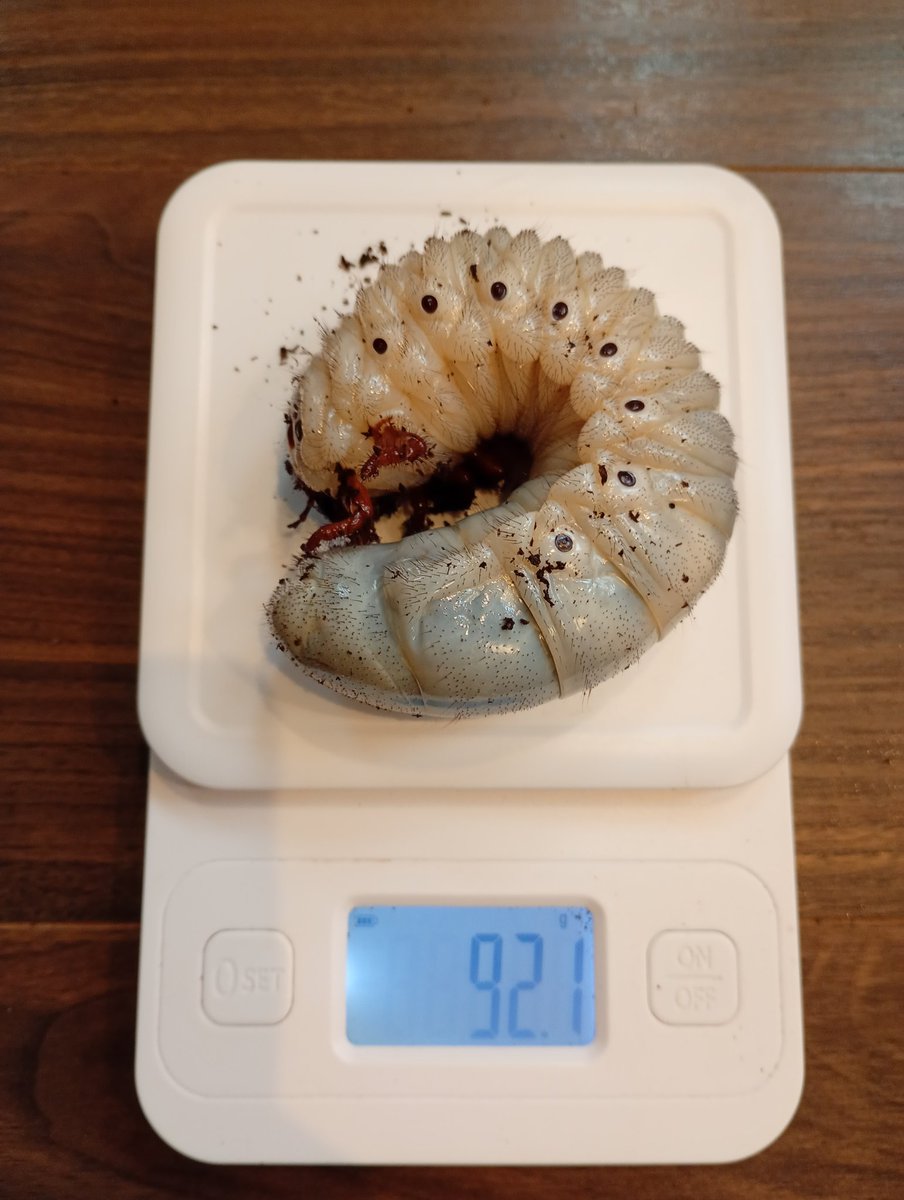 へら備忘 tweet media