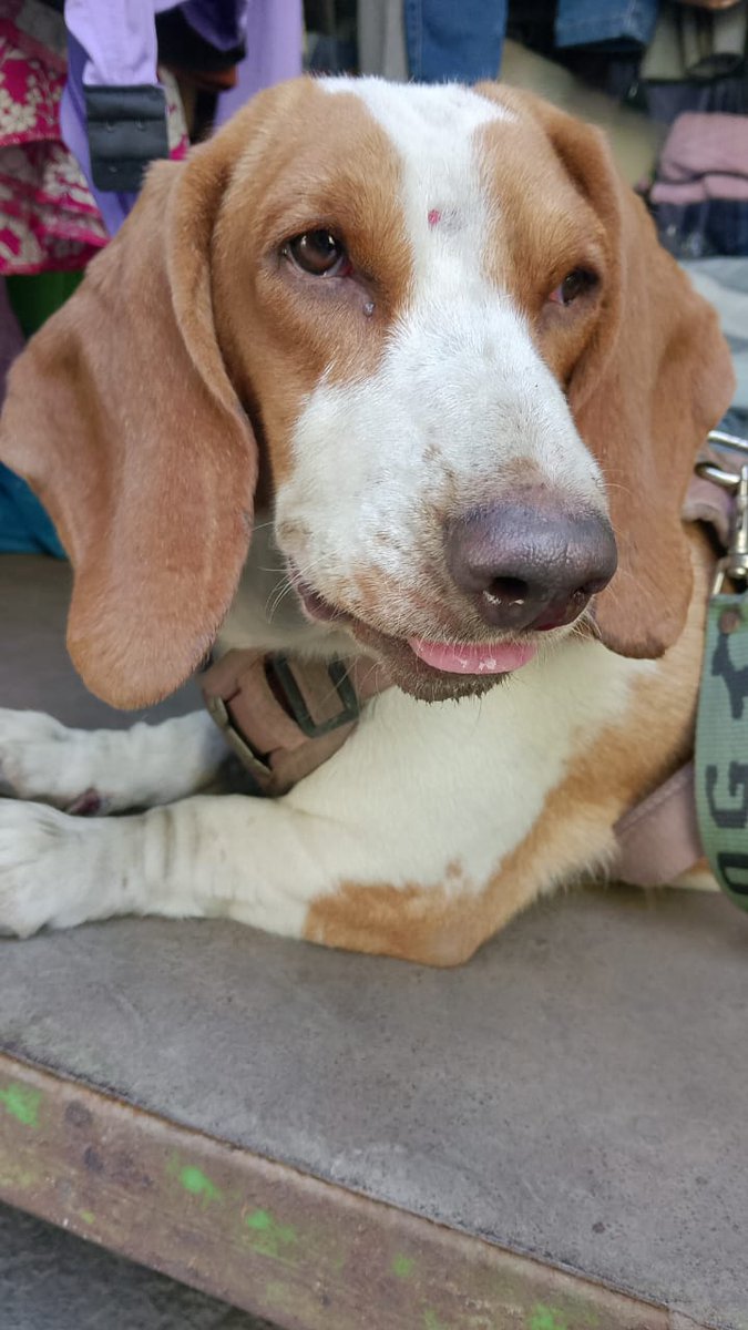 Peluditos Adopción Responsable tweet media