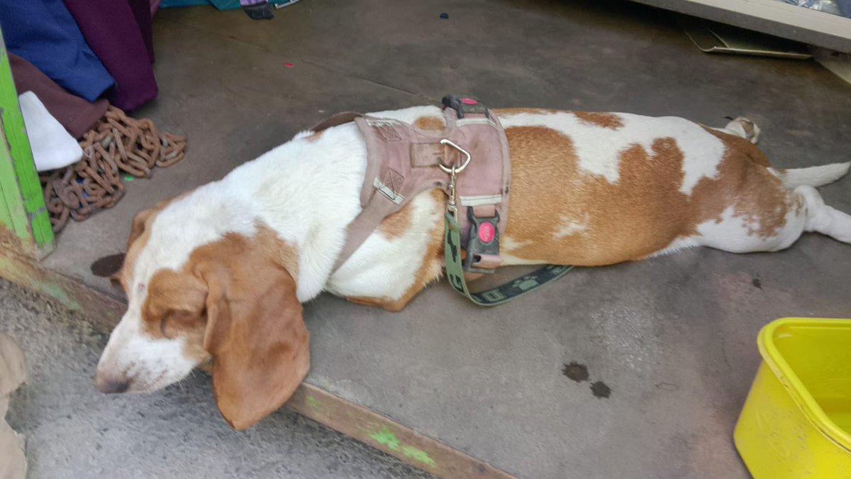 Peluditos Adopción Responsable tweet media