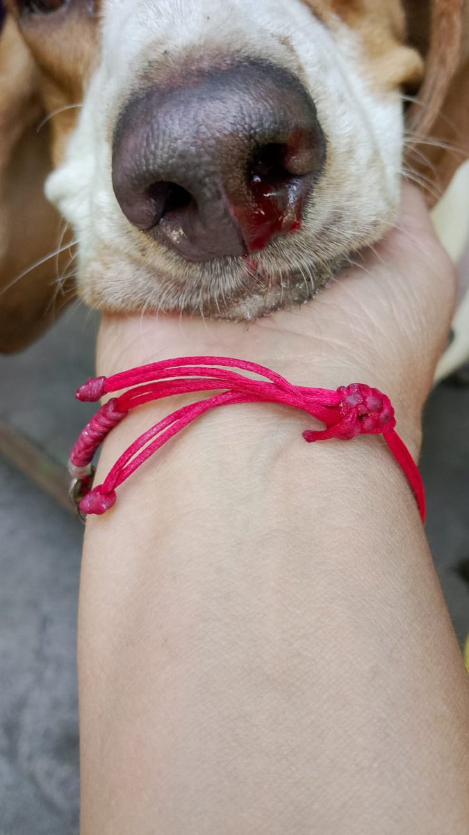 Peluditos Adopción Responsable tweet media