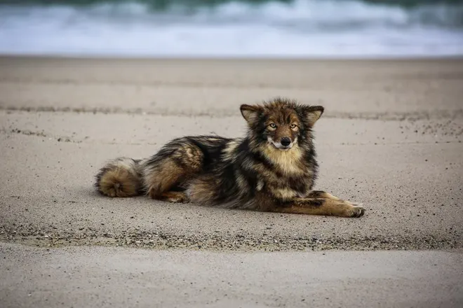 Bat of the sea tweet media