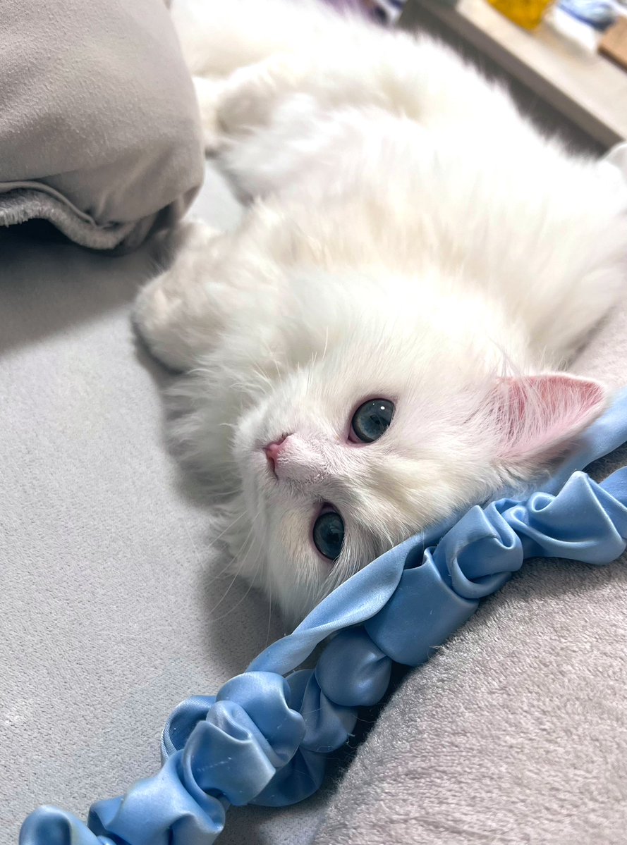 にじむー🌈🩵 tweet media