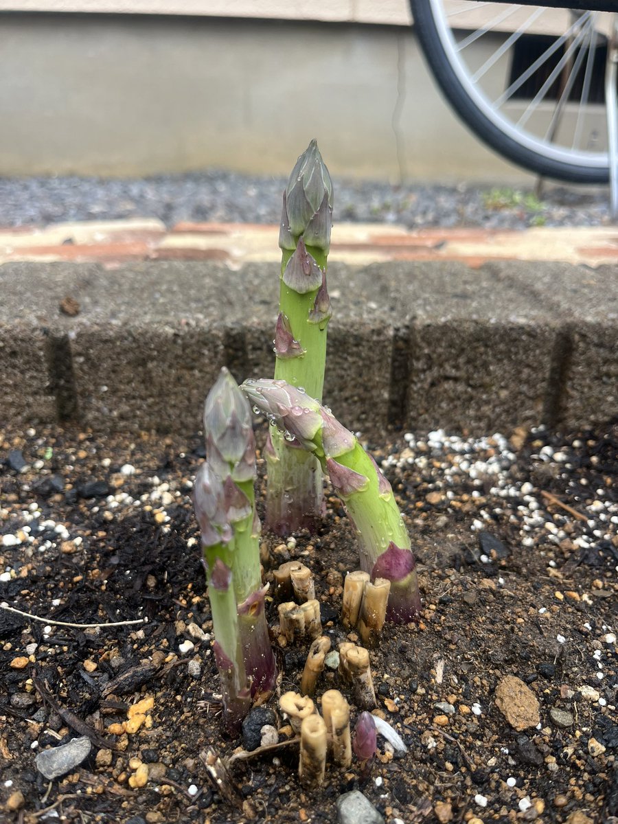 マッチボックス tweet media