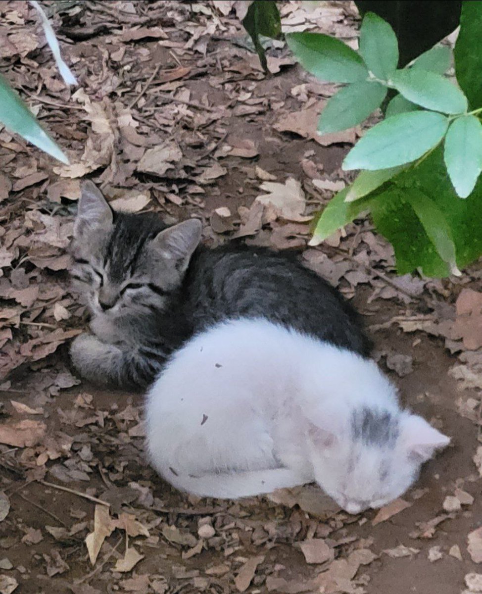 درباره الیی tweet media