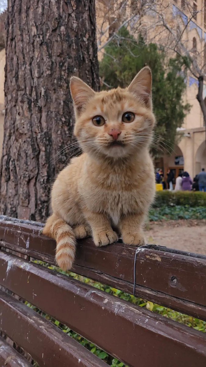 درباره الیی tweet media