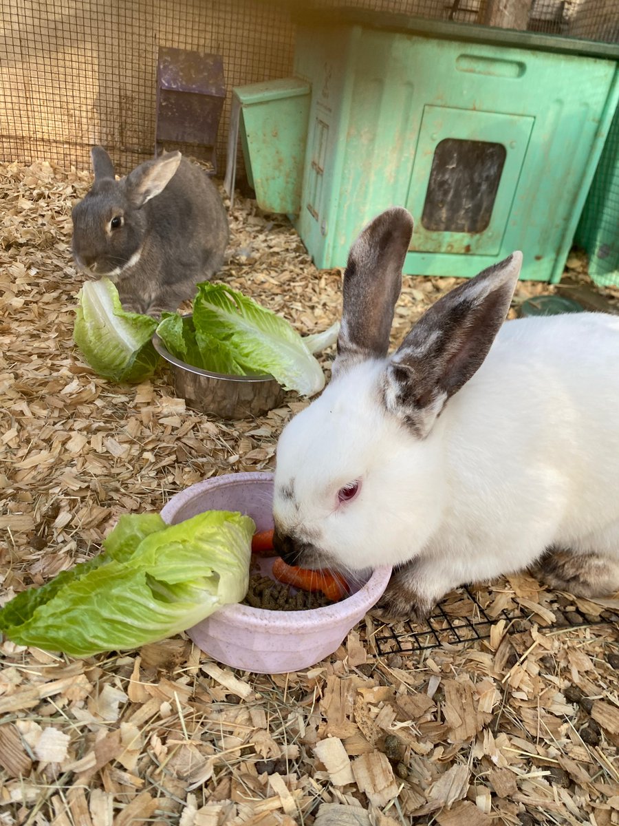 FluffyBottomsFarm tweet media