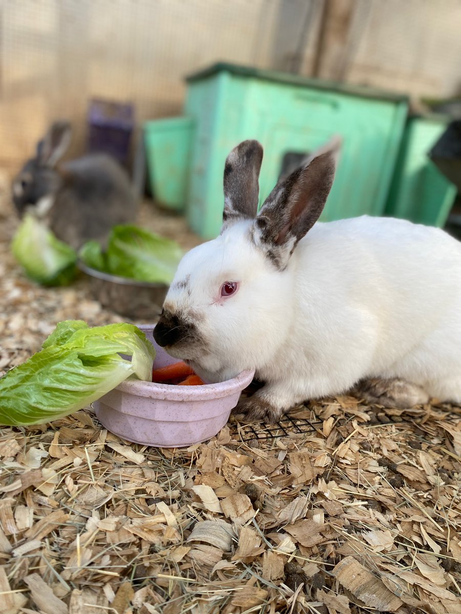 FluffyBottomsFarm tweet media