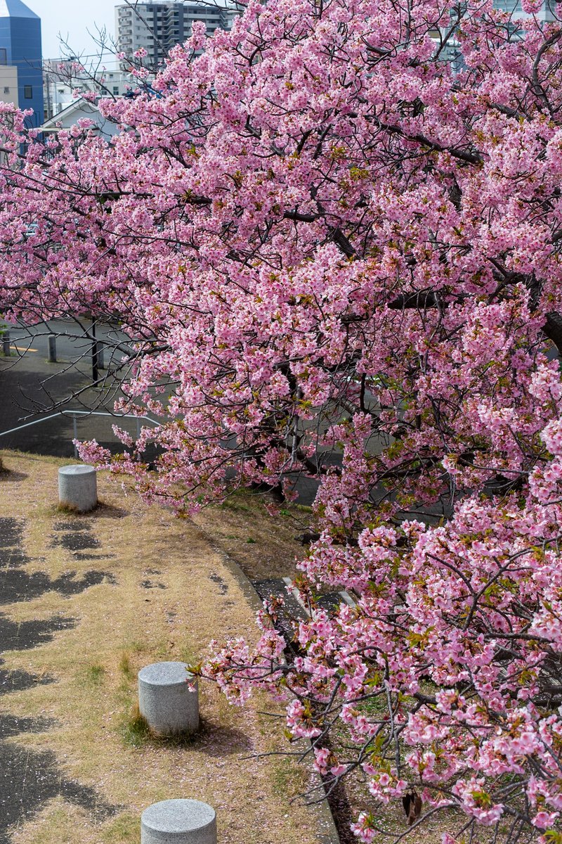 ろぐさん tweet media