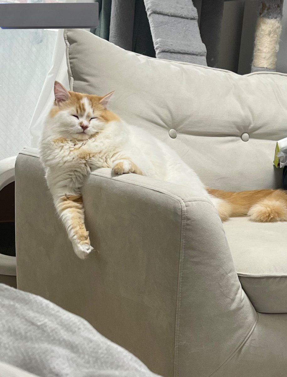 にじむー🌈🩵 tweet media