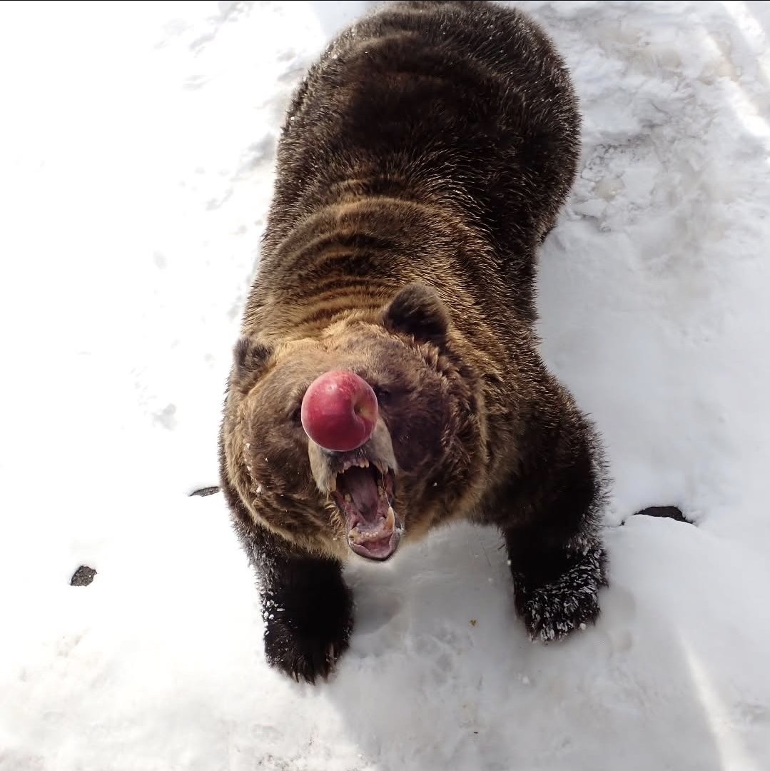 helio tha bwear tweet media