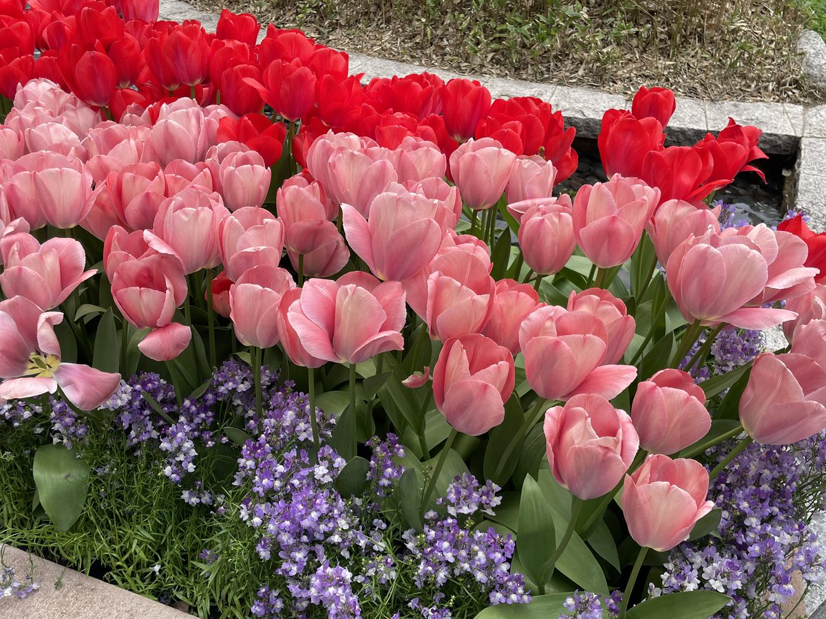 株式会社エイ・クリエイション🌸 tweet media