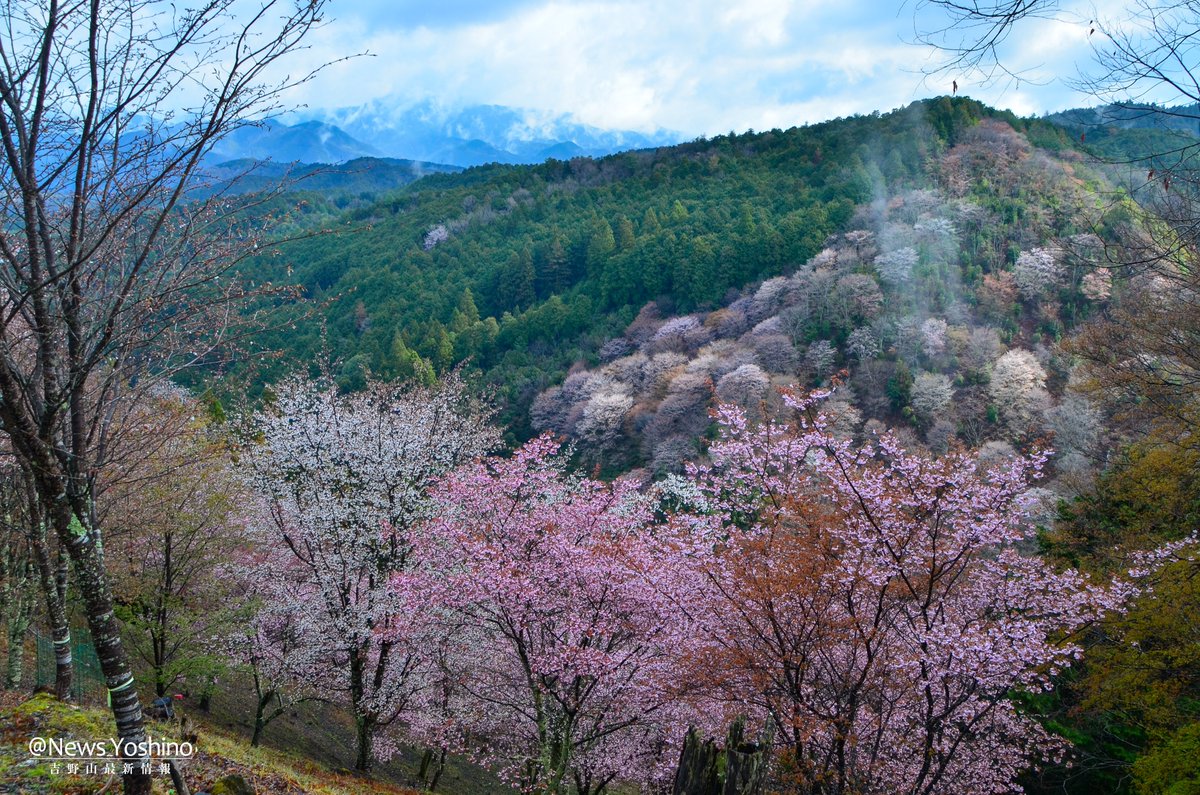 吉野山最新情報 tweet media