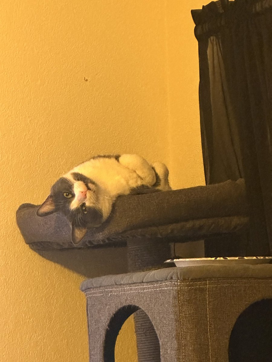 TUPAPI🐈 tweet media