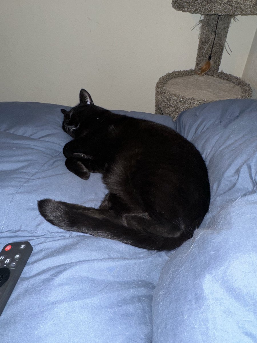 TUPAPI🐈 tweet media