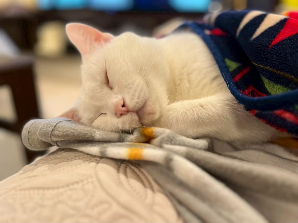 マックシステム株式会社 tweet media