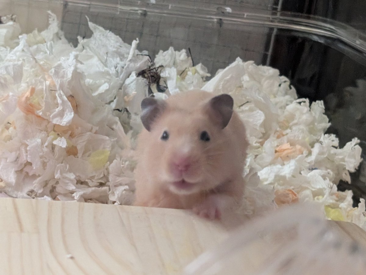 𖢇ᴸⁱᶻᶻⁱᵉ୧ ׅ𖥔 tweet media