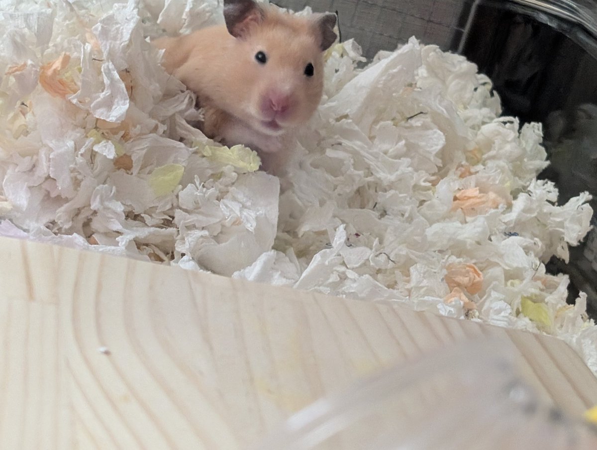 𖢇ᴸⁱᶻᶻⁱᵉ୧ ׅ𖥔 tweet media