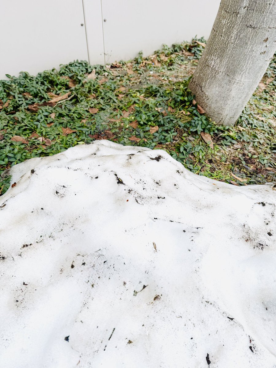 affection tweet media