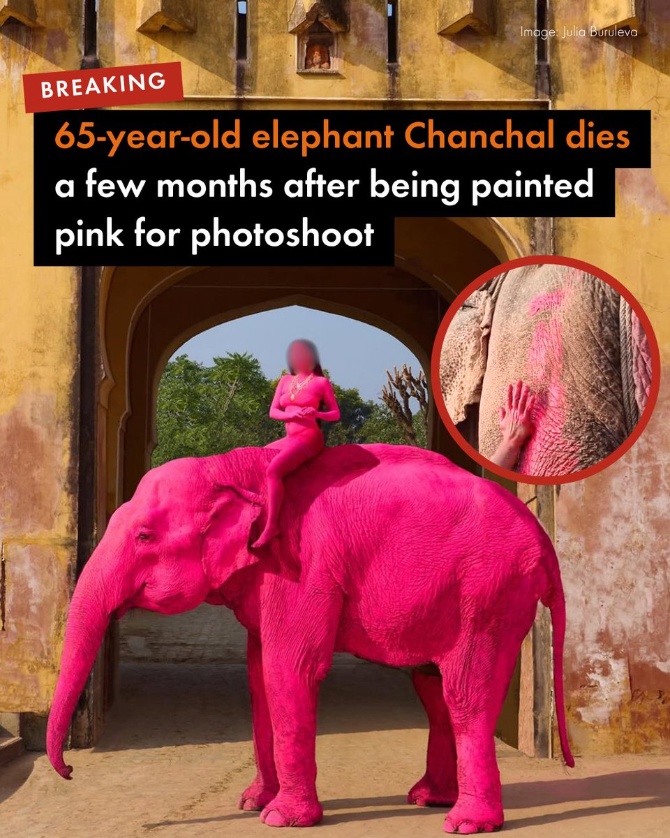 MoveTheWorldAU's tweet photo. 💔 This tragic incident exposes the cruelty behind captive elephant tourism at Amer Fort and Haathi Gaon in Jaipur, India. 
 
Recently, Indonesia took a world‑leading step to end captive elephant rides. It’s time for more countries to move in this compassionate direction. https://t.co/FEV3an9nhZ