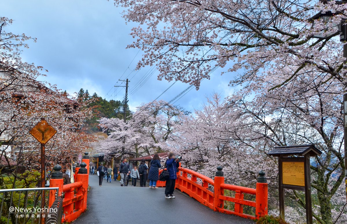 吉野山最新情報 tweet media