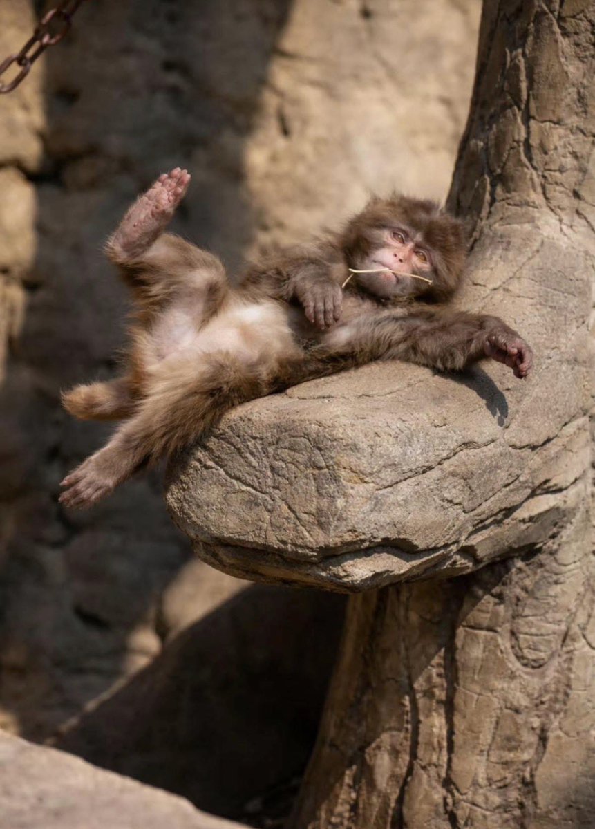 パンチくんとオランママ tweet media