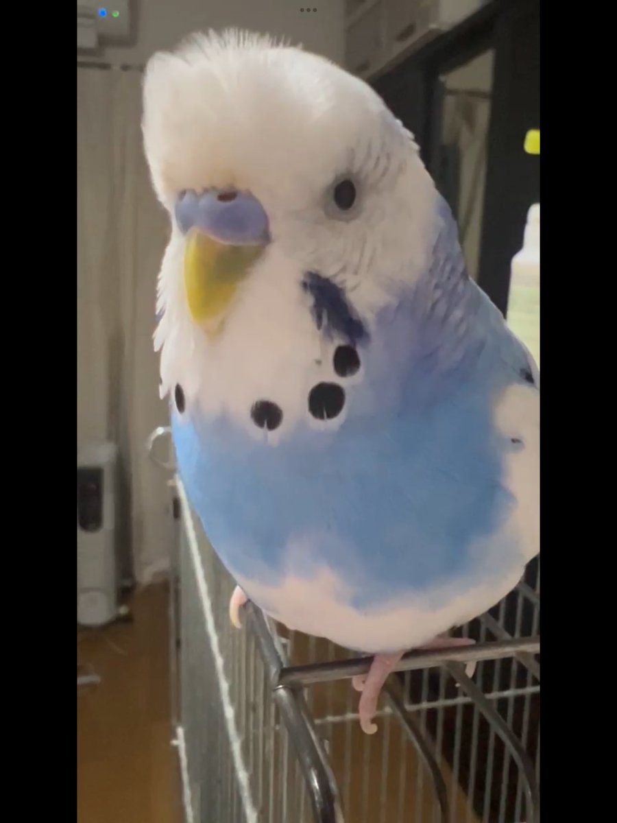 shiromaru tweet media