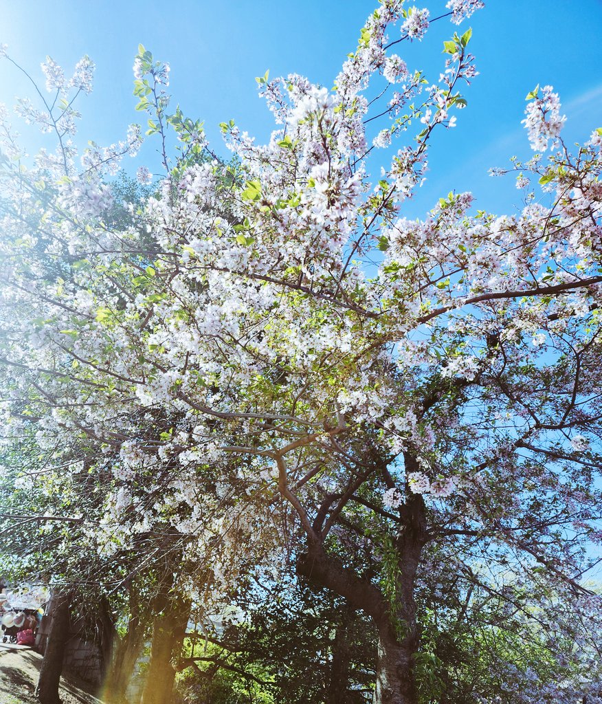 फूलै फूलको मौसम तिमीलाई😉