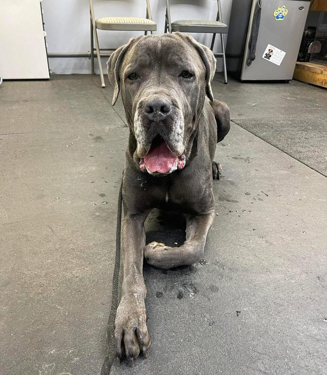 Rescue Dogs Rock, D.C. 🐾🐾🇺🇸 tweet media