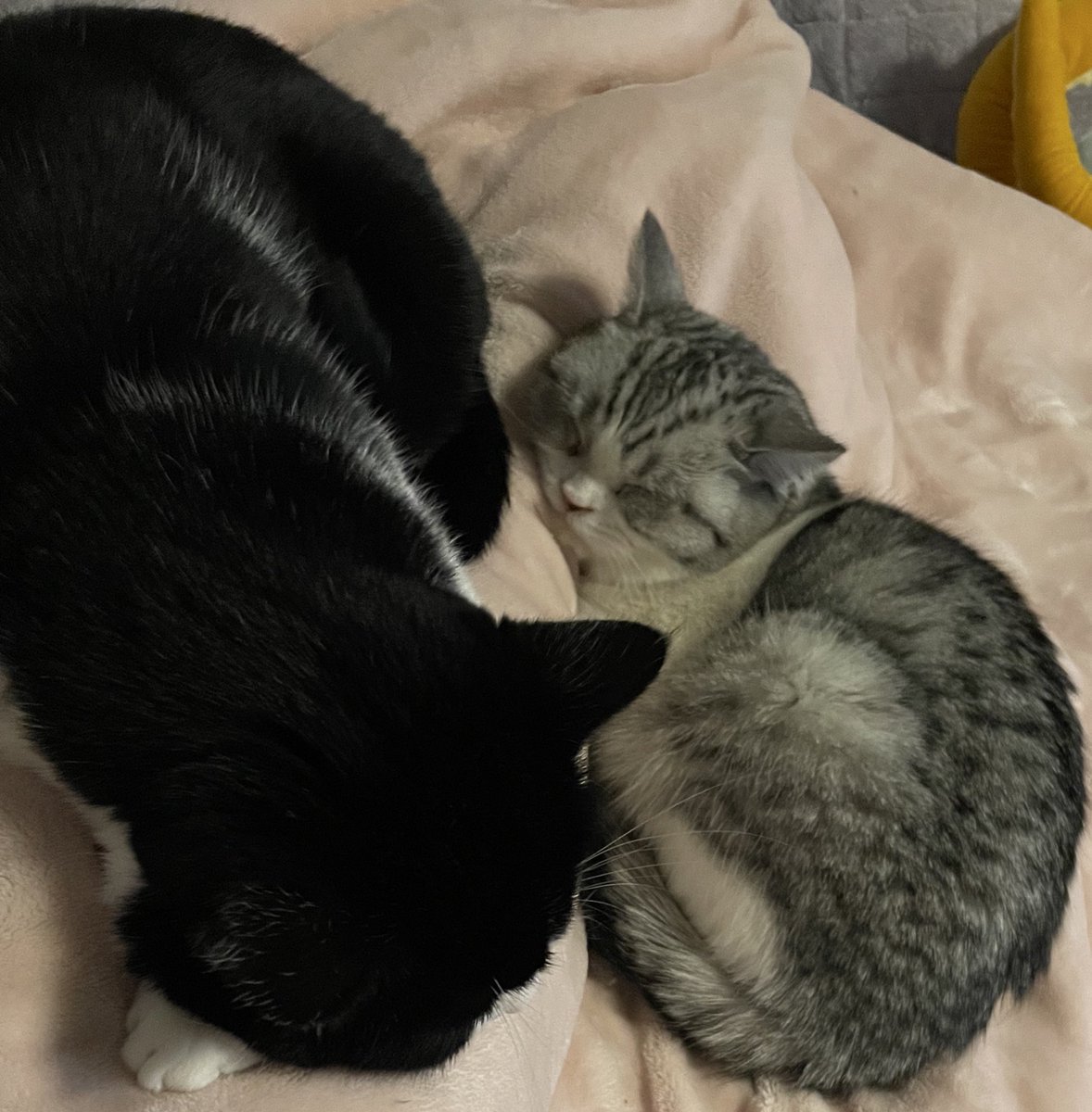 ⭐︎ホワイトｽｿｽﾝ tweet media