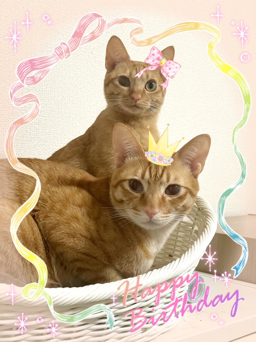 甘夏🍊1人4猫同居中👩🐱💞 tweet media