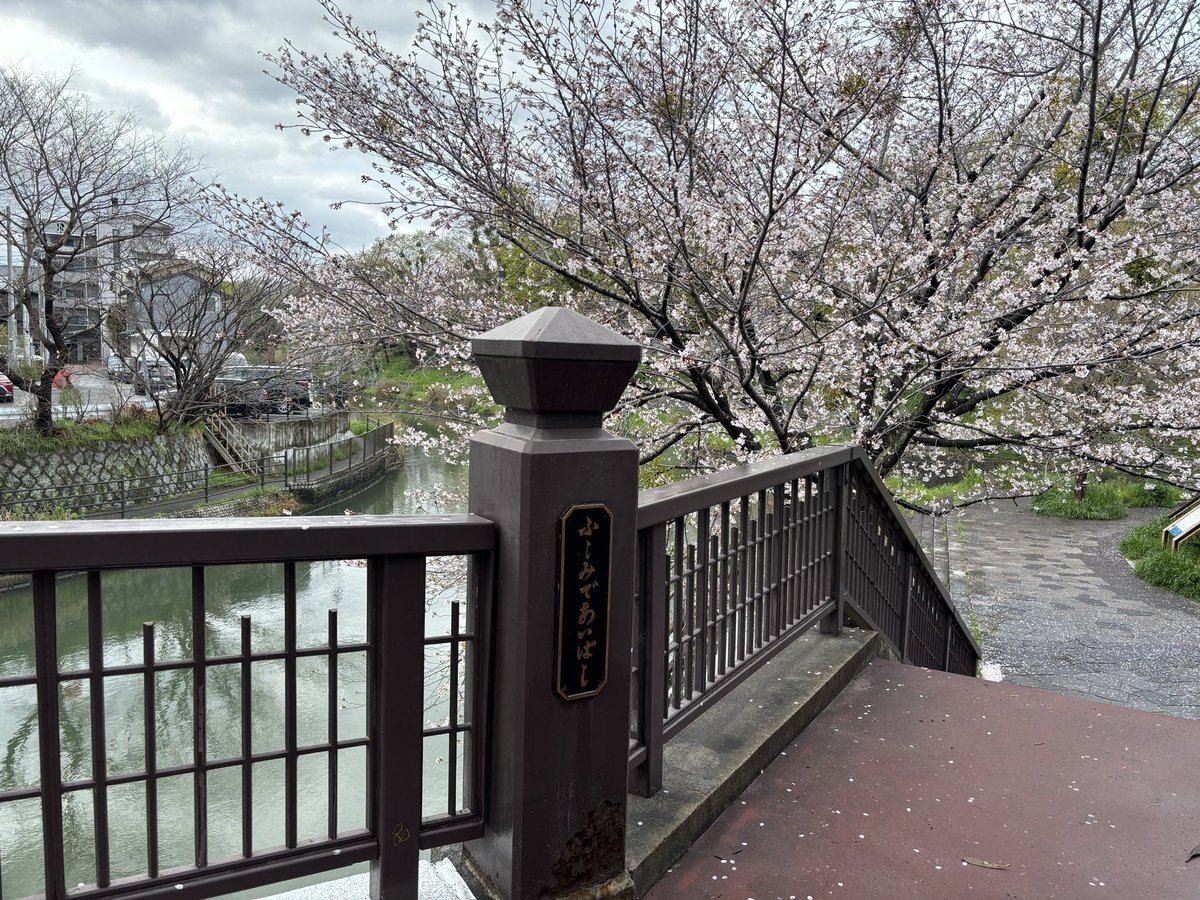 Minani373Hamabe's tweet photo. 今年も雨に耐えて満開の桜良🌸に逢えました😇
#伏見であい橋
#君の膵臓をたべたい
#浜辺美波
#山内桜良 https://t.co/p6R4MREfCB