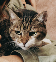 TV Globo 📺 tweet media