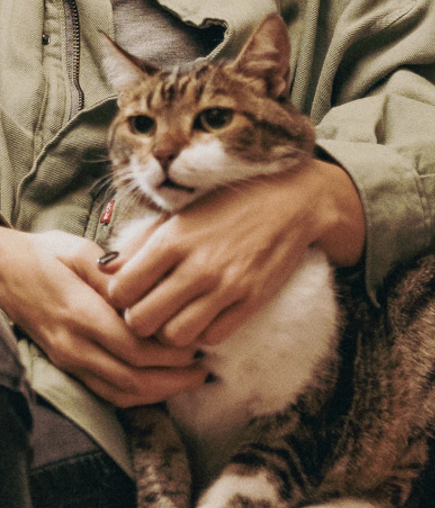 advogada tweet media