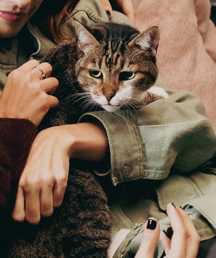 advogada tweet media