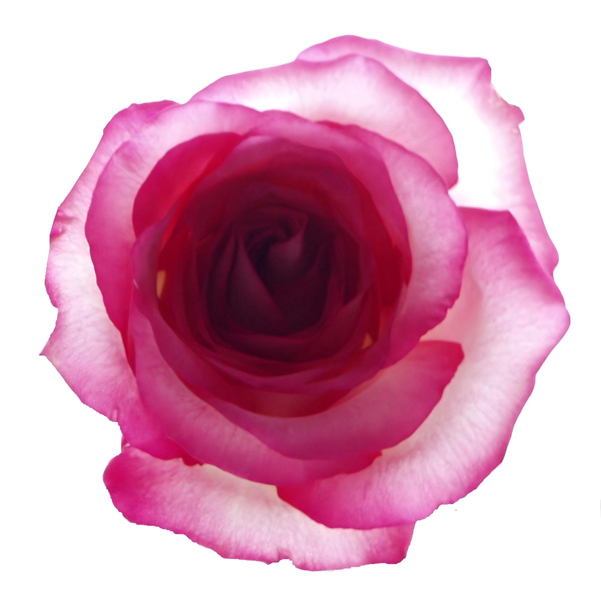 ♩♡✞♡♩ tweet media