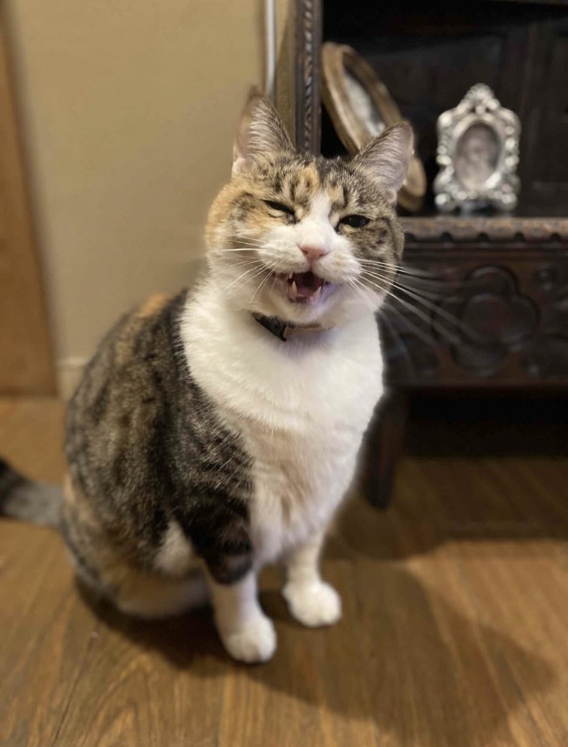 sono@is02101✴︎博物マニア4/11.12両日出展 tweet media