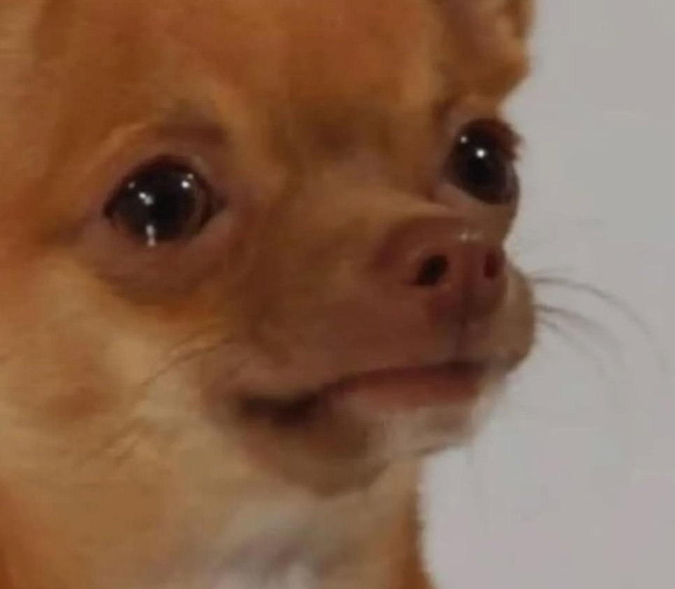 Dog In Pain $DIP tweet media