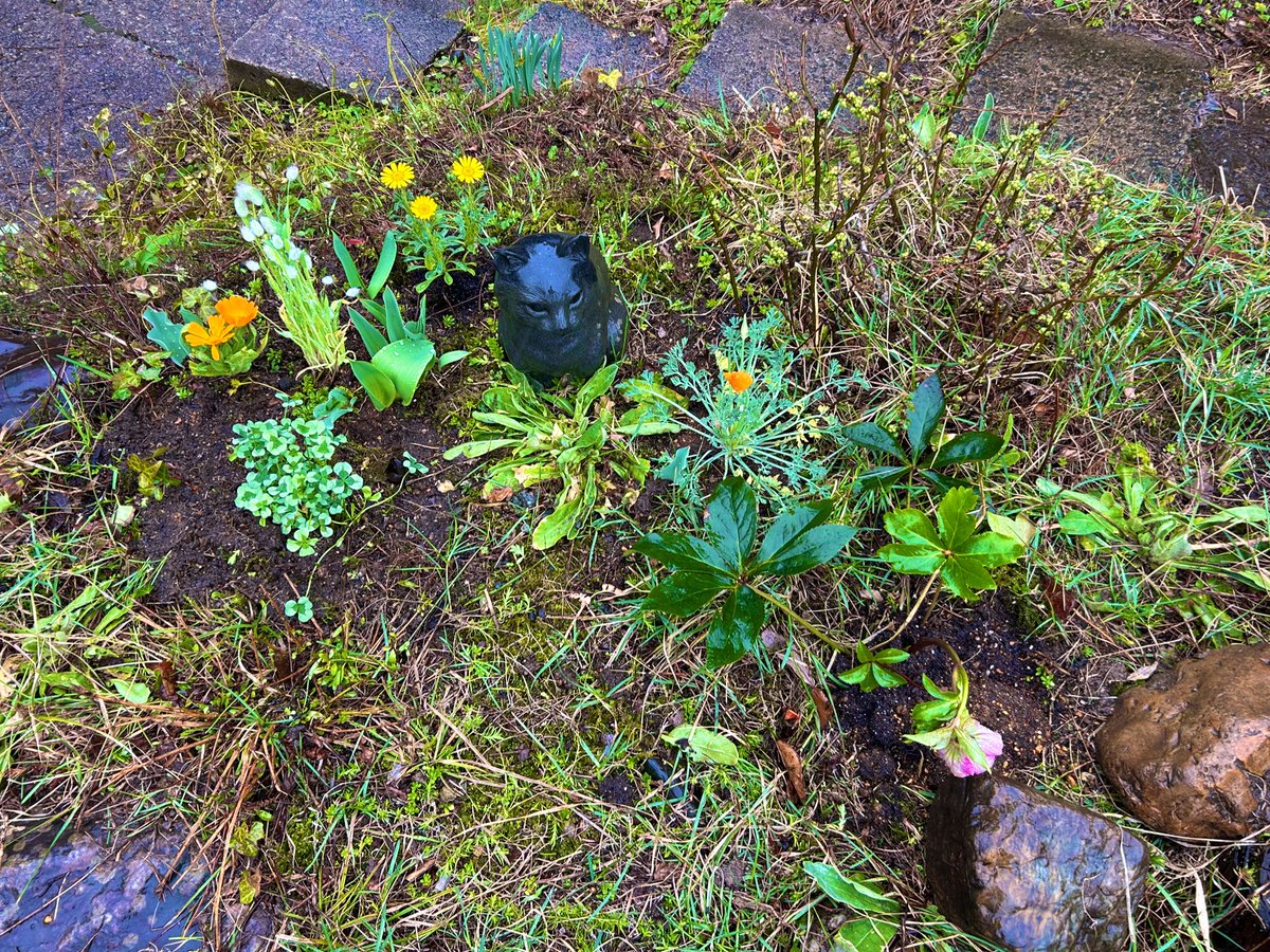 café pont chatポンシャ tweet media