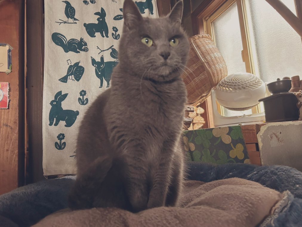 café pont chatポンシャ tweet media