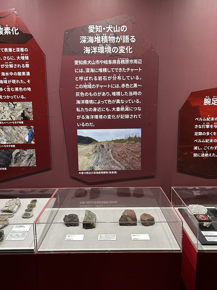 NagoyaUmiyuri's tweet photo. FUJIなごや科学館で開催中の「大絶滅展」の独自展示。木曽川に見られるチャートの色変化から、赤チャートは赤鉄鉱を含み海底に酸素が存在していたことを、黒チャートは有機物と黄鉄鉱に富み海底に酸素が不足していたことを示している。露頭は三畳紀中頃にかけて徐々に酸素が回復したことを示している。 https://t.co/kNd0ss26uJ