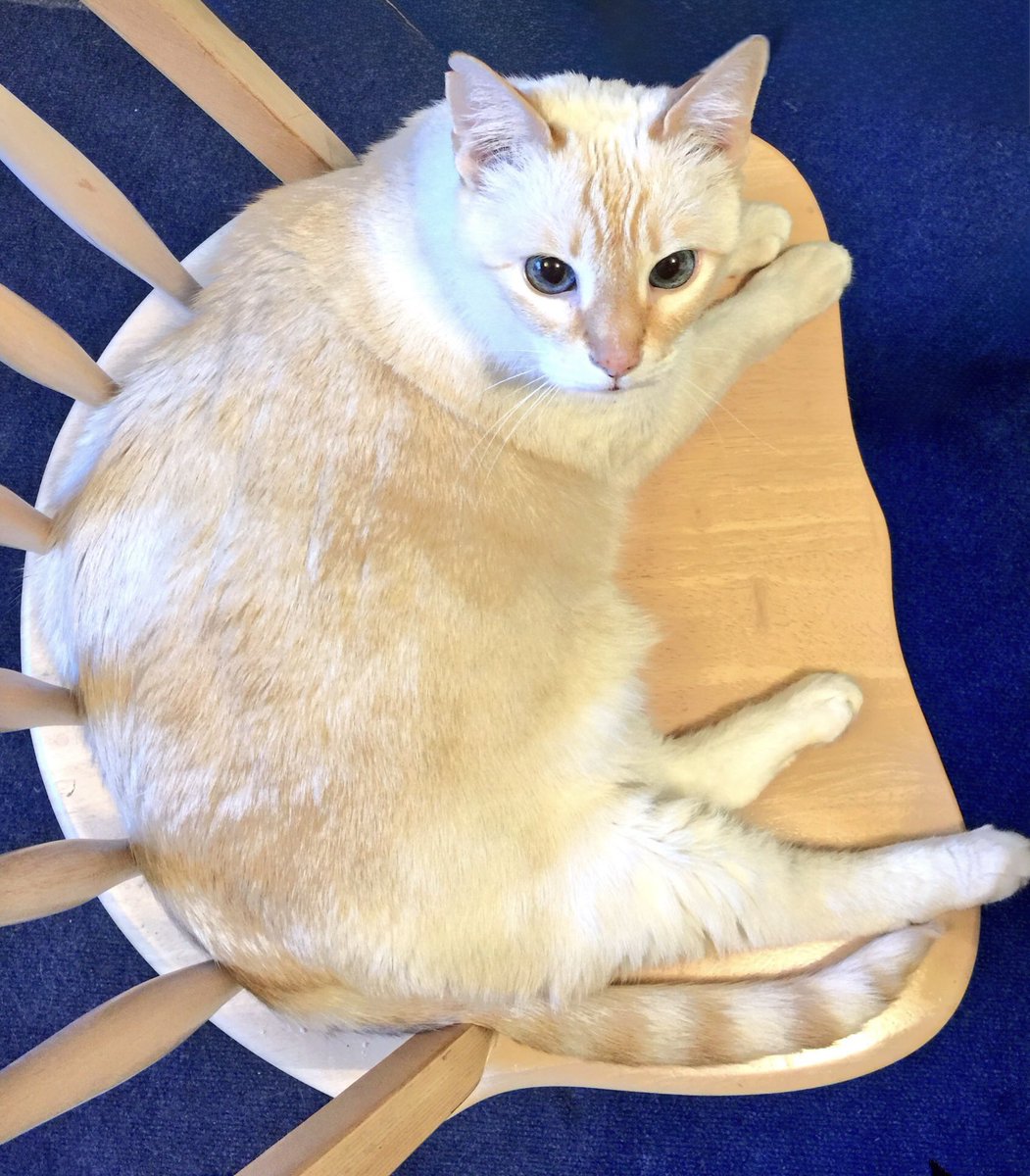 Tuffy the Cat tweet media