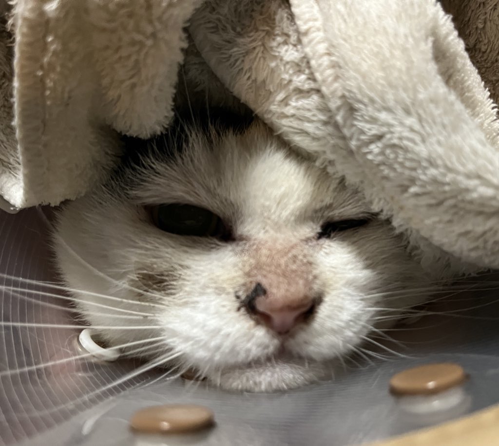 なかのひと的な2 tweet media