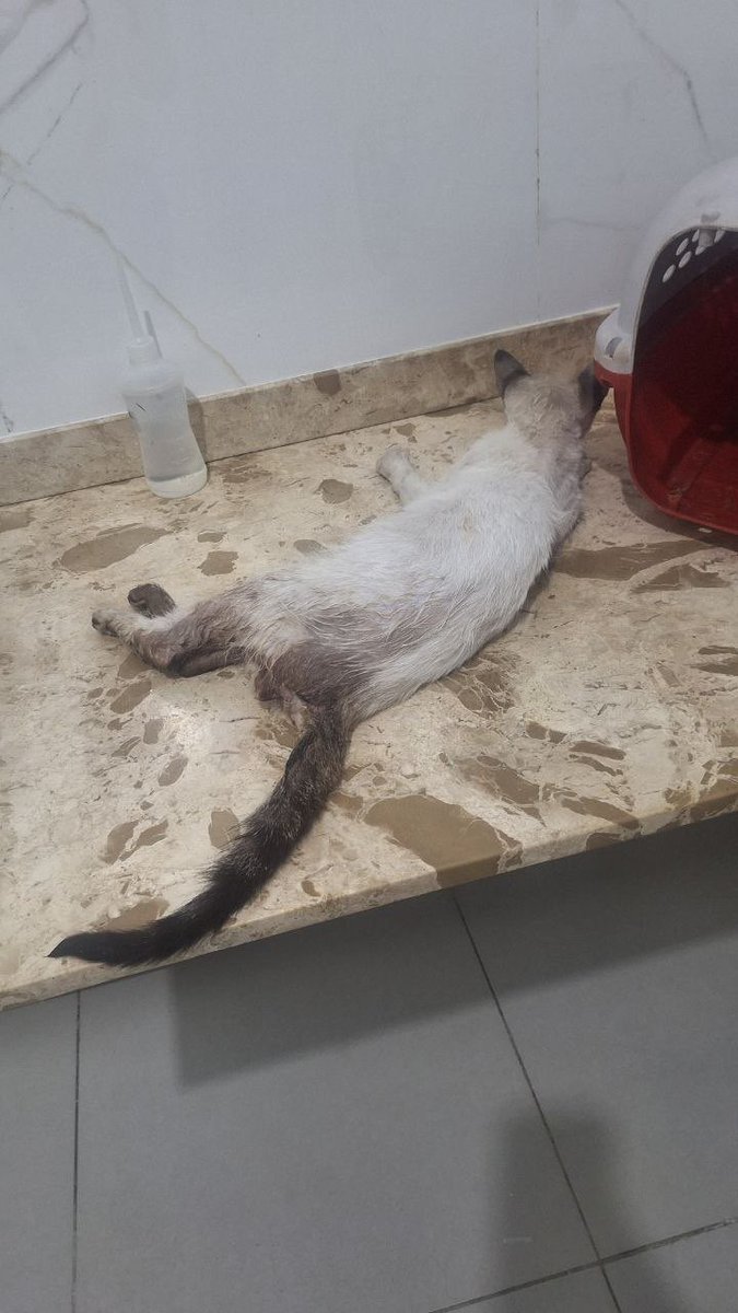 carolina tweet media