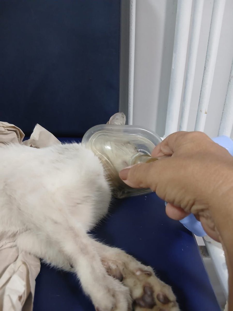 carolina tweet media