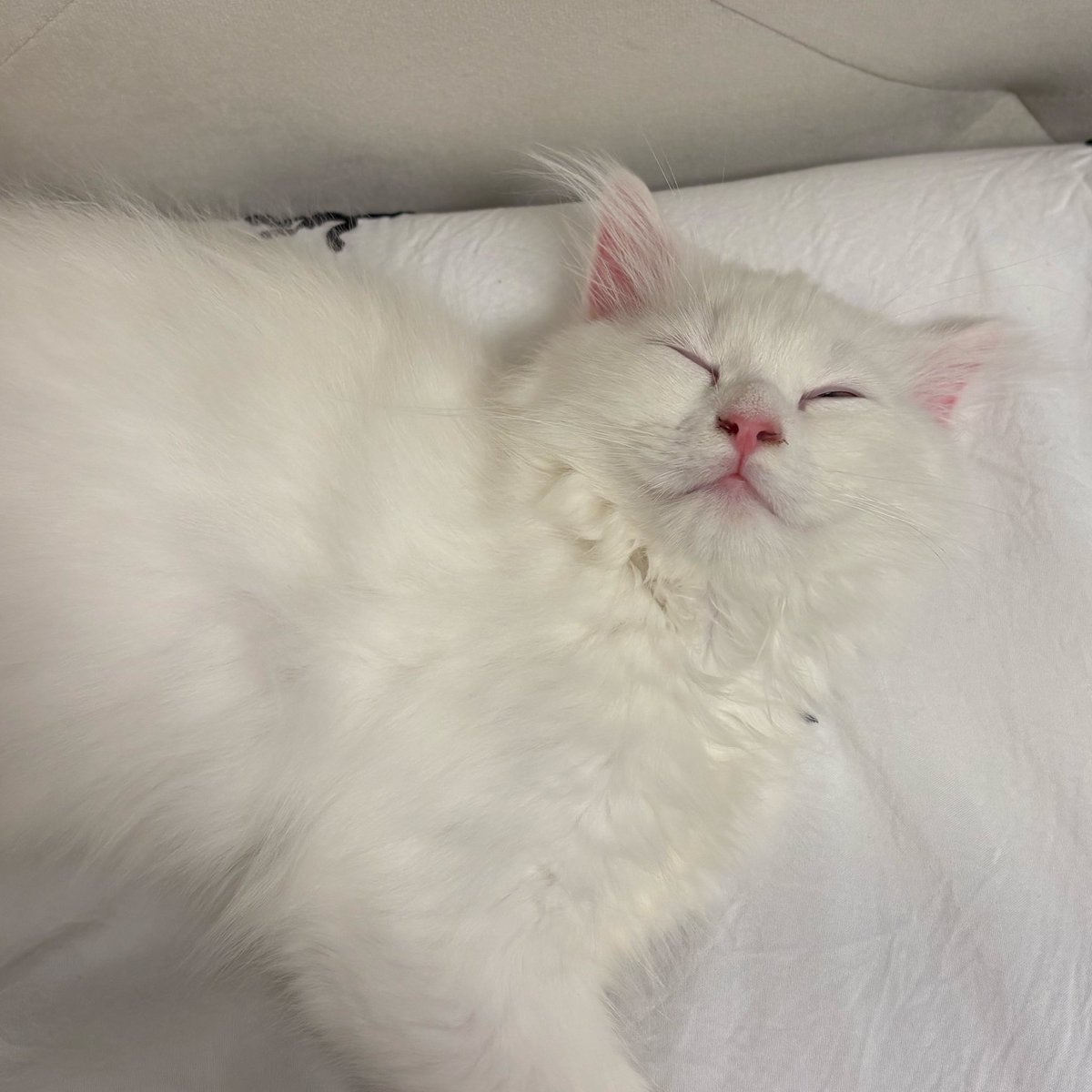 るあ(サイベリアン) tweet media