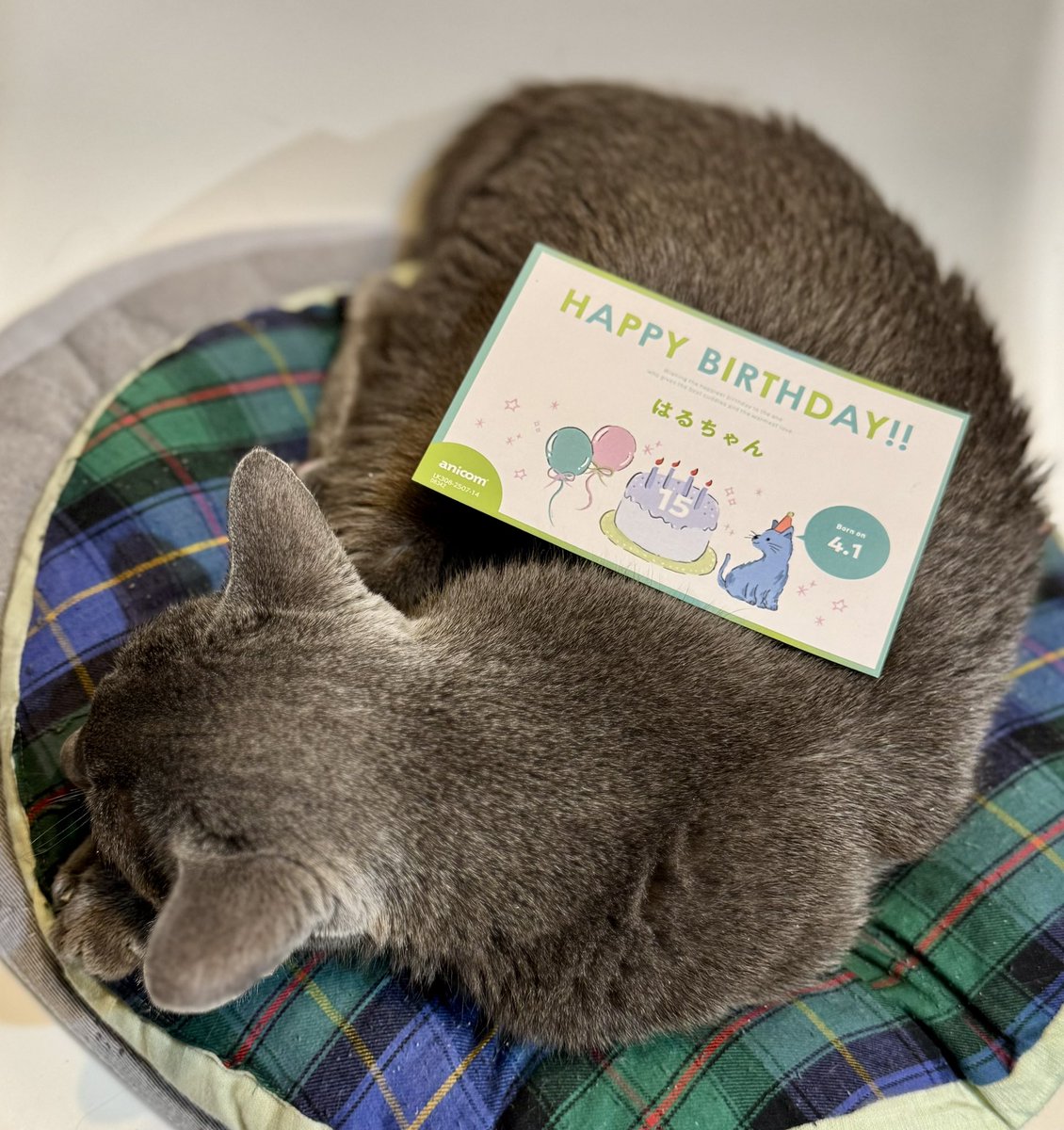 shellsluna tweet media