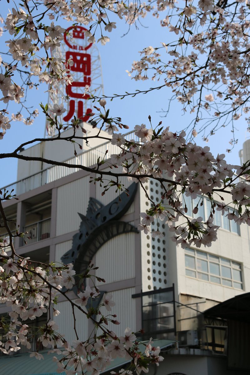 西川沿いの桜並木がピンク色に染まっています。
昨日は雨でしたが本日快晴！お花見日和になっております。
桜を愛でながら、お酒や飲み物、おつまみ用の天ぷらやうなぎの蒲焼、美味しいキムチはいかがですか。
さらにさらに、デザート用の果物もそろっています。
ぜひお立ち寄りくださ～い。